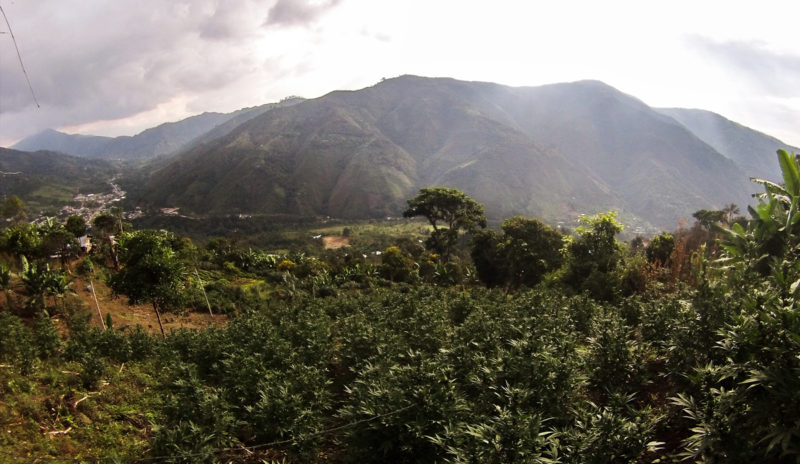 Avicanna Inc. Acquires 60% Stake in Colombian Medical Marijuana Firm Santa Marta Golden Hemp