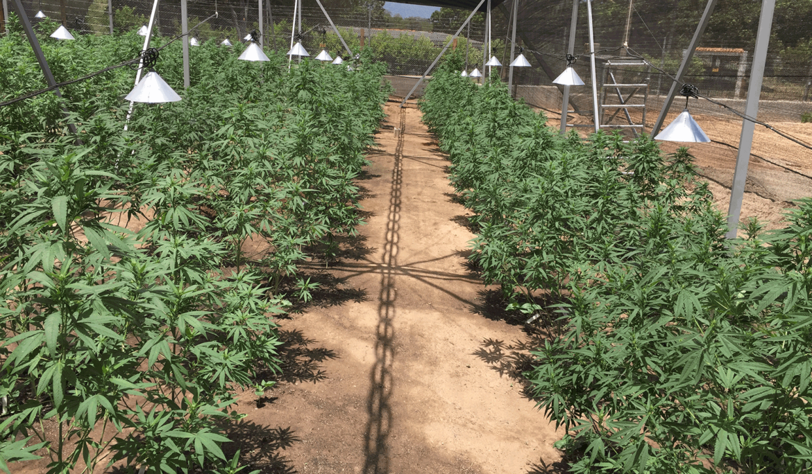Daabon Strikes Deal With Avicanna, Becoming The Largest Agro Company To Enter The Cannabis Industry